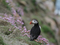 Puffin, Saltee Island Great, County Wexford